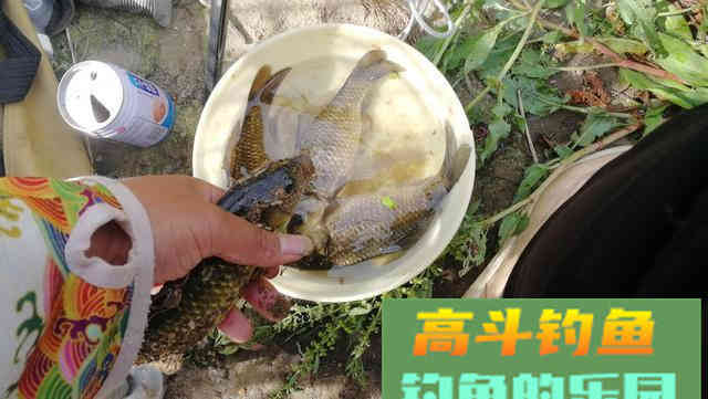 退水鱼难钓，真的是这样吗