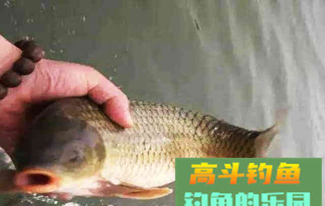 水中有鱼不咬钩，诱因很简单，只是不了解而已