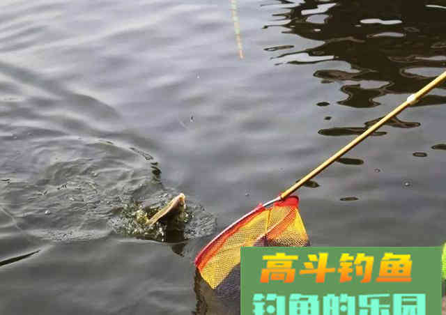 新手为何经常钓不到鱼？我以个人观点为你解惑