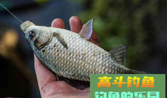 轻口鱼、滑口鱼有哪些特征？垂钓时停口如何应对