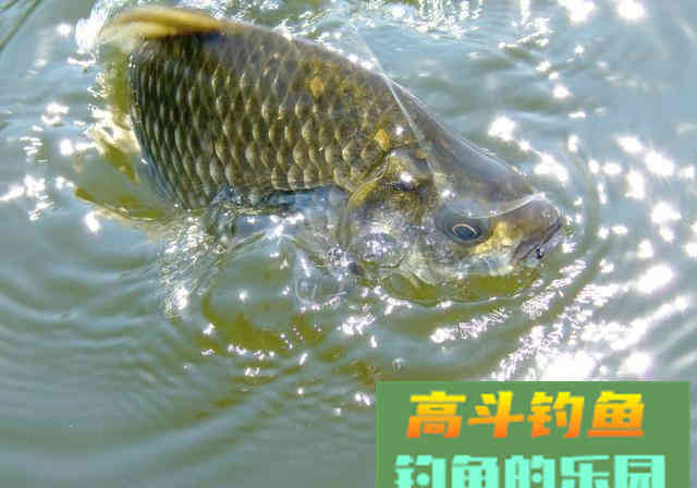 提竿不中鱼空抢多，应先分析原因，在改善钓法