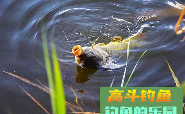 轻口鱼、滑口鱼有哪些特征？垂钓时停口如何应对