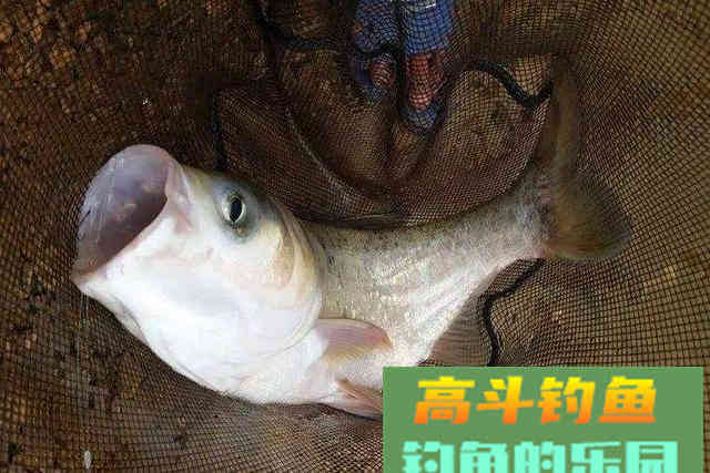 如何钓好离底？哪些情况下该钓离底