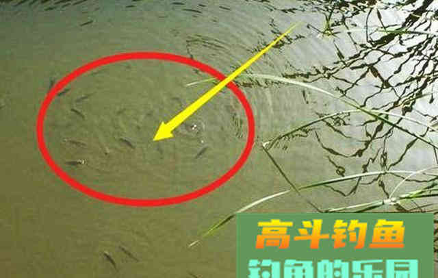水中有鱼不咬钩，诱因很简单，只是不了解而已