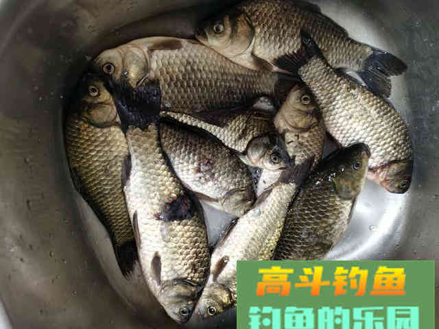 只要钩距调整好，别说中鱼，就算双尾双飞也等闲