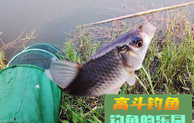 水中有鱼不咬钩，诱因很简单，只是不了解而已