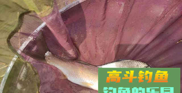 从原因到钓法为你解析底钓没口的垂钓现象