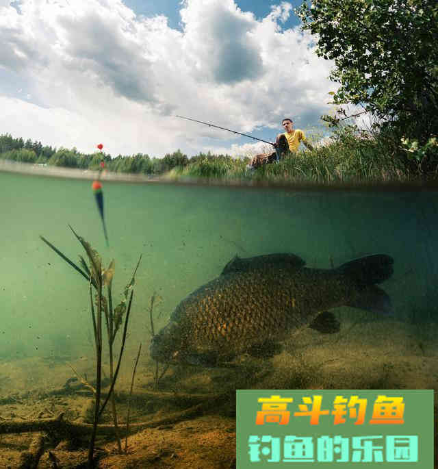 提竿不中鱼空抢多，应先分析原因，在改善钓法