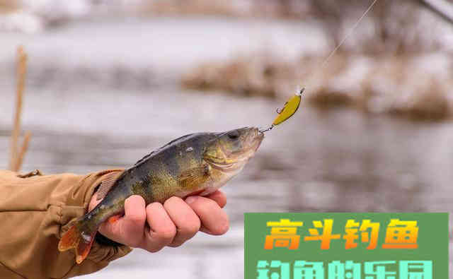 同样的饵料，同水域垂钓为何效果不同