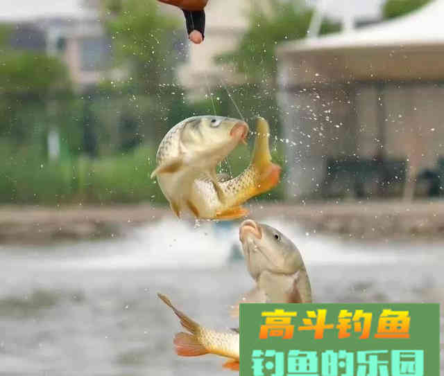 钓鱼时的注意事项和技巧分享