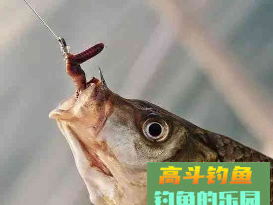 浅水多草钓滩涂，卧漂看不见，立漂易挂草，怎么办
