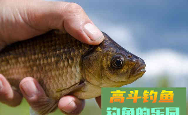 同样的饵料，同水域垂钓为何效果不同