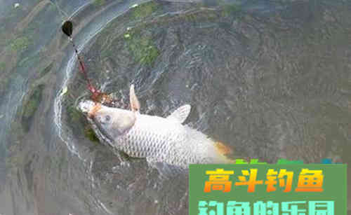 水退一尺鱼退一丈，搞明白这句话，涨落水都能钓到鱼