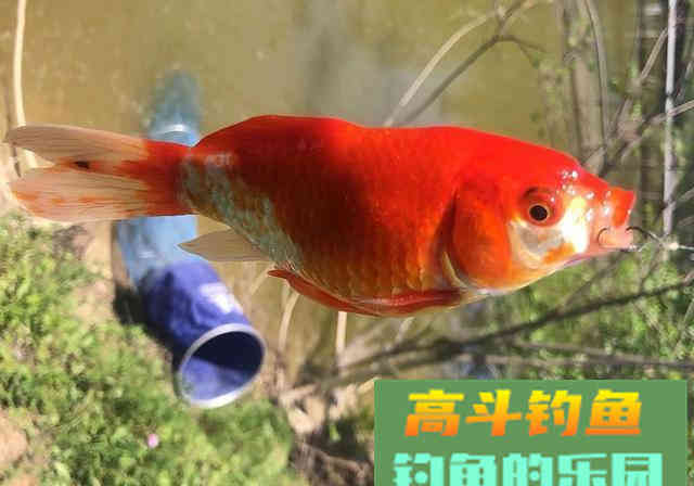 新手钓鱼牢记3不要，钓好鱼不是什么难事