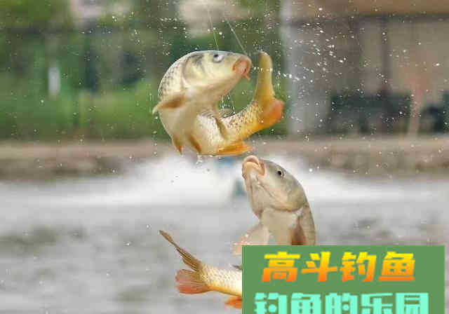 钓鱼圈的不听老人言，吃亏在眼前