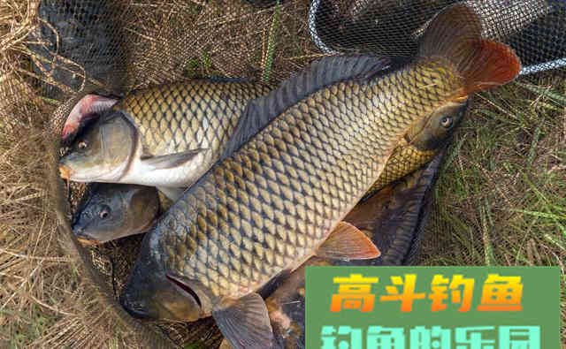这些坏习惯影响着你的钓获，不引起重视难怪经常空军