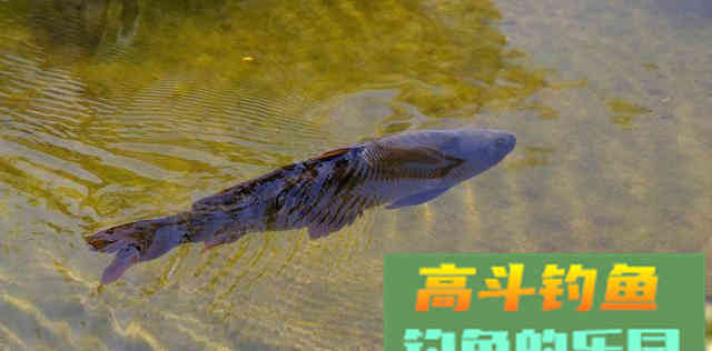 从原因到钓法为你解析底钓没口的垂钓现象