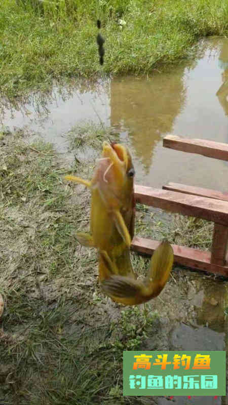 涨水如何钓鱼？技巧与攻略分享，让你钓到手软
