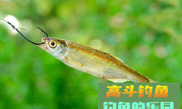提竿不中鱼空抢多，应先分析原因，在改善钓法