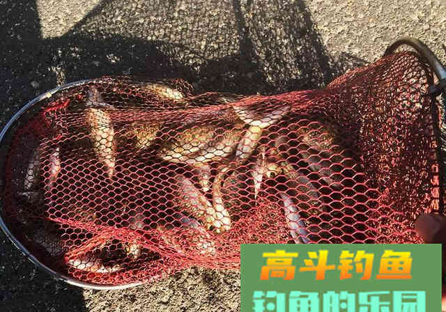 新手钓友牢记钓鱼7忌，虽不能助你多钓，但不让你放炮