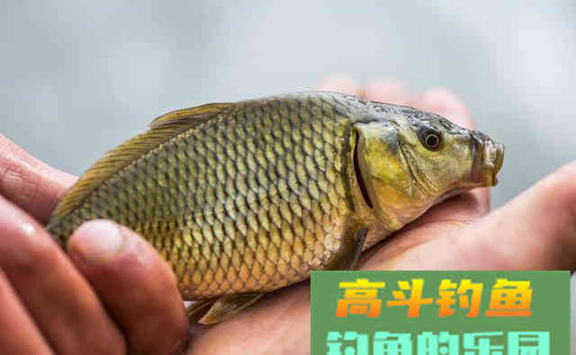 掌握这些一准不吃亏，对提升渔获帮助很大